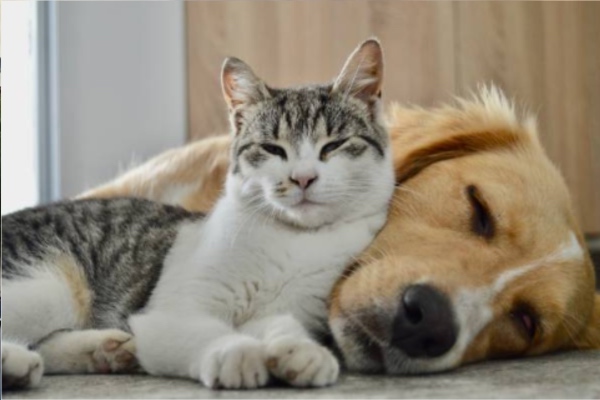 დღეიდან შინაური ცხოველების მოვლისა და კონტროლის ახალი რეგულაციები შედის ძალაში