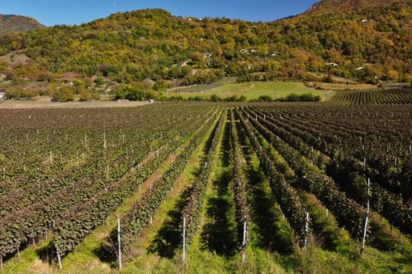 სამინისტროს თანხმობის გარეშე გაშენებული ვენახიდან ქარხნები ყურძენს არ ჩაიბარებენ