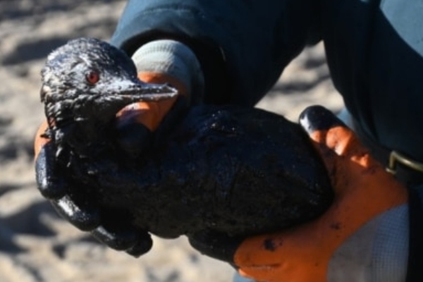 შავ ზღვაში ნავთობპროდუქტების ჩაღვრის გამო 800-მდე ფრინველი დაიღუპა