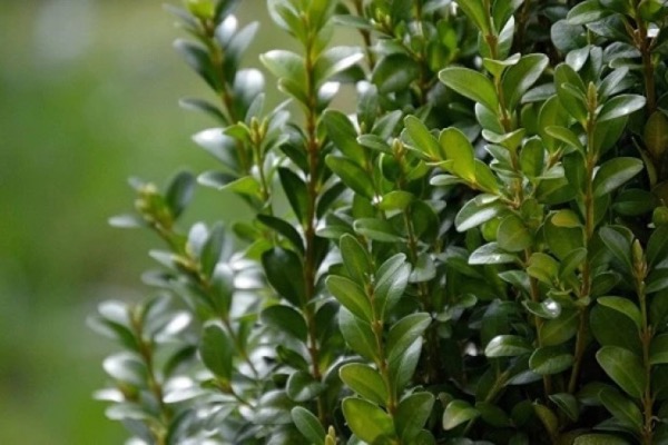 ქვეყანაში ბზის მოჭრაზე კონტროლი მკაცრდება