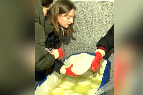 სურსათის ეროვნულმა სააგენტომ ქუთაისში ,,ყველის“ კუსტარული საწარმო გამოავლინა